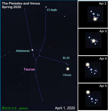 Venus visits the Pleiades star cluster April 2020